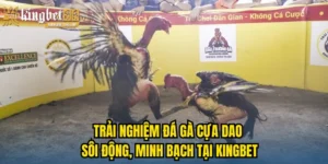 Đá gà cựa dao
