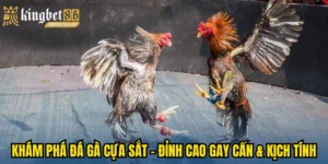 đá gà cựa sắt