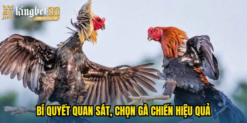 Khám Phá Đá Gà Cựa Sắt - Đỉnh Cao Gay Cấn & Kịch Tính 3 Bí quyết quan sát, chọn gà chiến hiệu quả