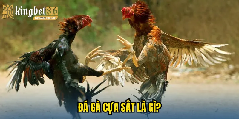 Khám Phá Đá Gà Cựa Sắt - Đỉnh Cao Gay Cấn & Kịch Tính 1 Đá gà cựa sắt là gì?