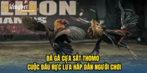 đá gà cựa sắt thomo