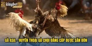 Gà Asil