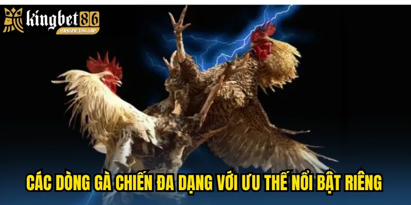 Các dòng gà chiến đa dạng với ưu thế nổi bật riêng
