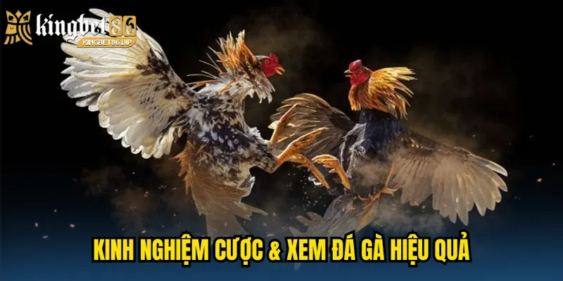 Kinh nghiệm cược & xem đá gà hiệu quả