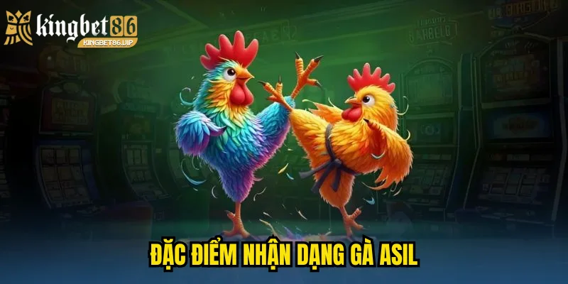 Đặc điểm nhận dạng gà Asil