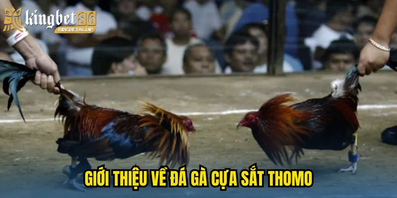 Giới thiệu về đá gà cựa sắt Thomo
