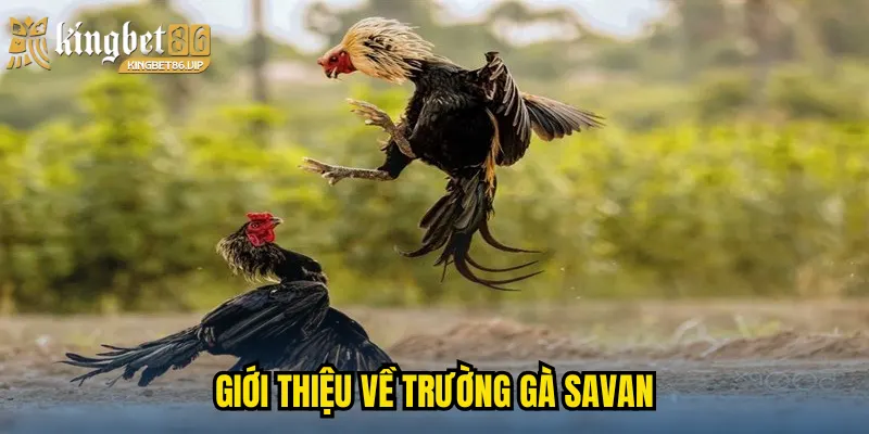 Giới thiệu về Trường gà Savan