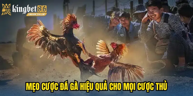 Mẹo cược đá gà hiệu quả cho mọi cược thủ