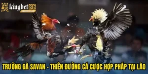 Trường Gà Savan